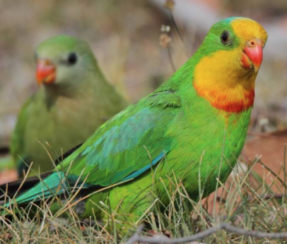 superbparrot.png