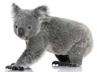 The national Koala Count