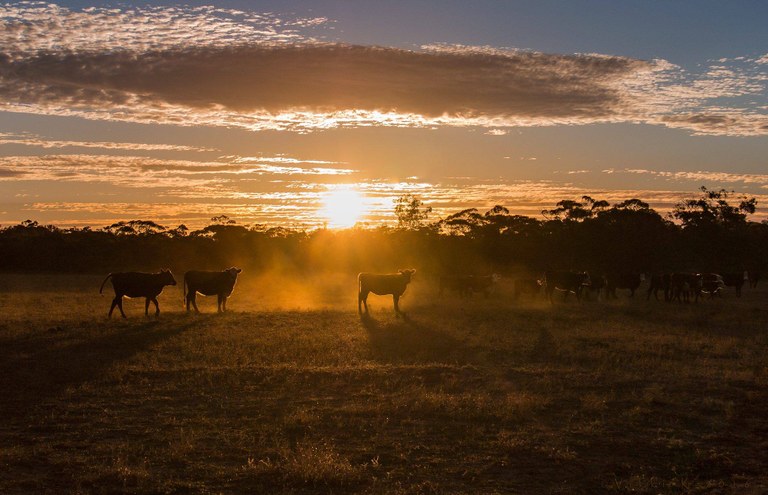 The herd