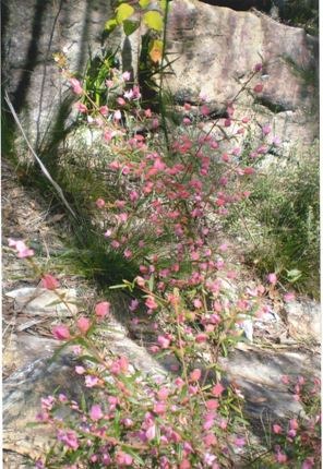 Spring flowers 2009.JPG