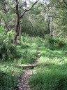 Bangalley Bushcare group - Whale Beach Rd