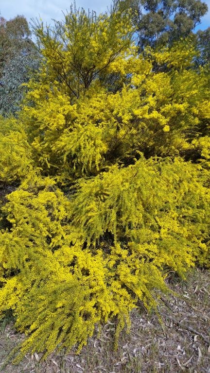 Gold dust wattle