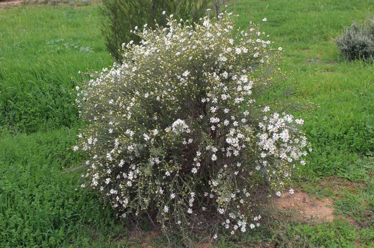 Olearia pimeloides (Pamelia Daisy-bush)