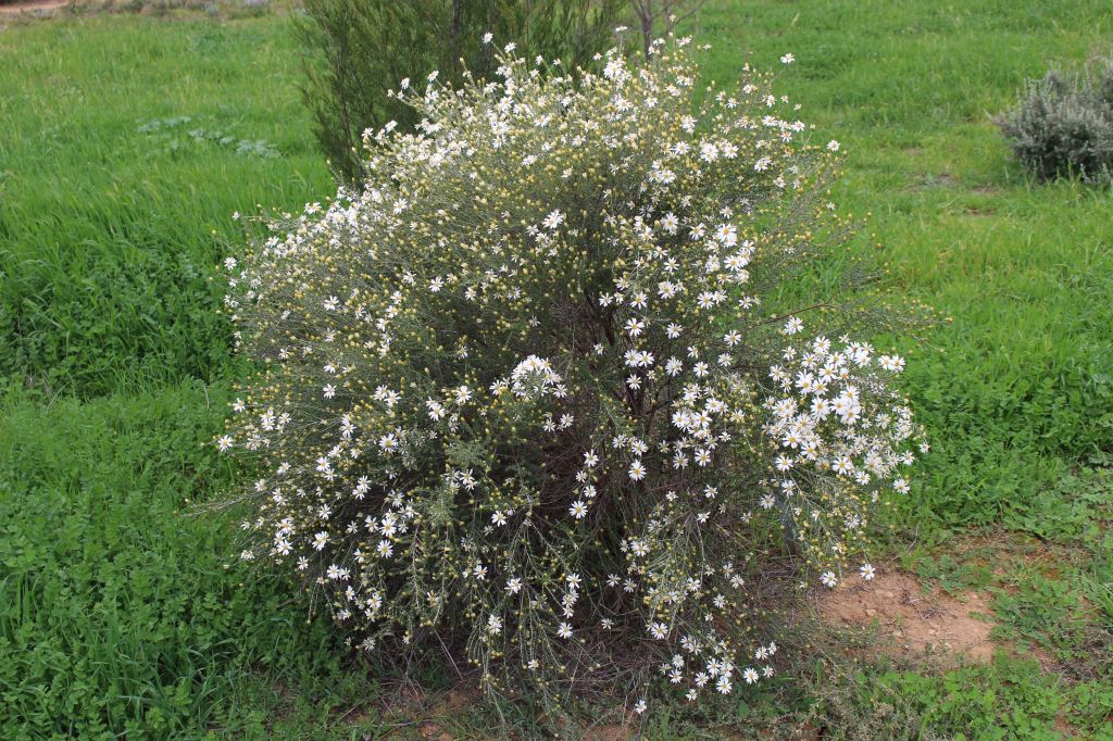 Olearia pimeloides (Pamelia Daisy-bush)