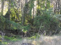 Nepean River Restoration