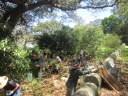 Lower Parramatta River habitat corridor restoration