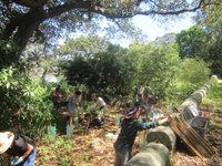 Lower Parramatta River habitat corridor restoration