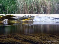 Bellinger Fresh Water Habitat Education & Action Program