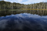 Urunga Coastal Freshwater Wetlands Rehabilitation Program - stage one