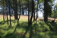 Bemboka River Reserve Project