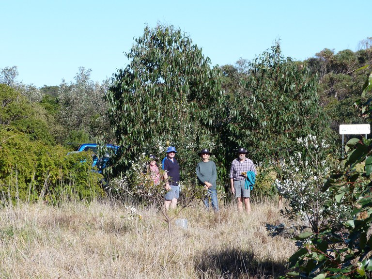 Baragoot Swamp car park planting 2009/2013