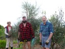 Allocasuarina verticillata starting to grow