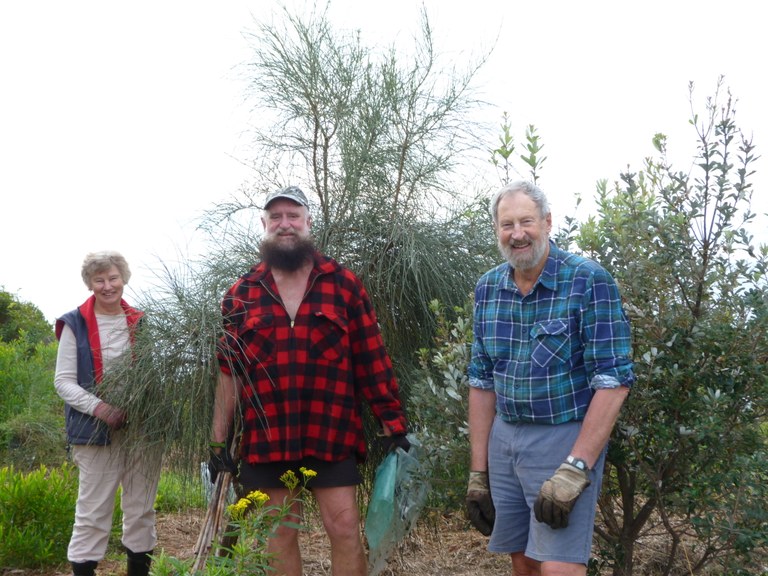 Allocasuarina verticillata starting to grow