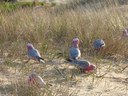 Galahs