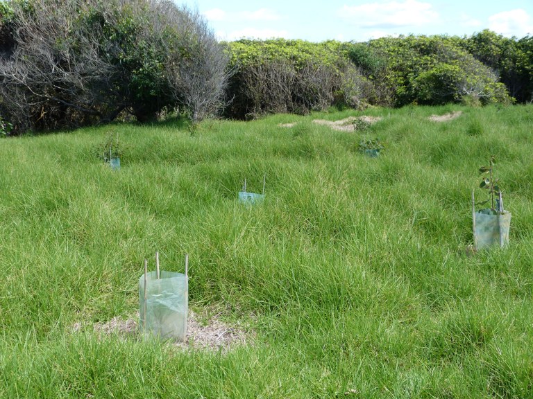 Cuttagee Point eucalypt section, March 2013