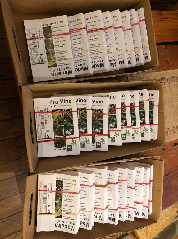 Madeira Vine Information Flyer Mailing