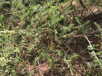 Bearded Heath web.JPG