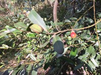 Black Plum Diospyros australis.JPG