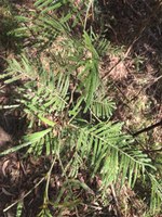 Black Wattle web.JPG