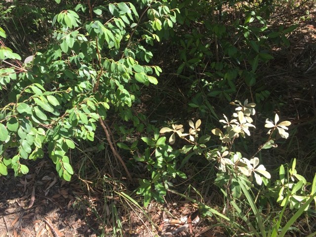 Coffee Bush & Rough Fruiting  Pittosporum web.JPG