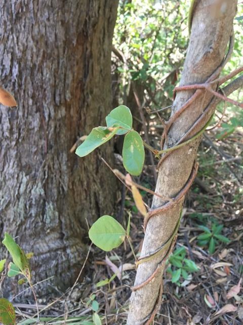 Dusty Coral Pea web.JPG