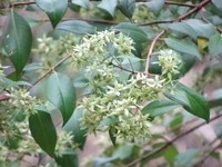 Gray myrtle-Backhousia m.JPG