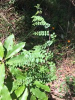 Juvenile Wonga Wonga Vine web.JPG