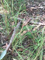 Kangaroo Grass 1 web.JPG