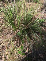 Lomandra web.JPG