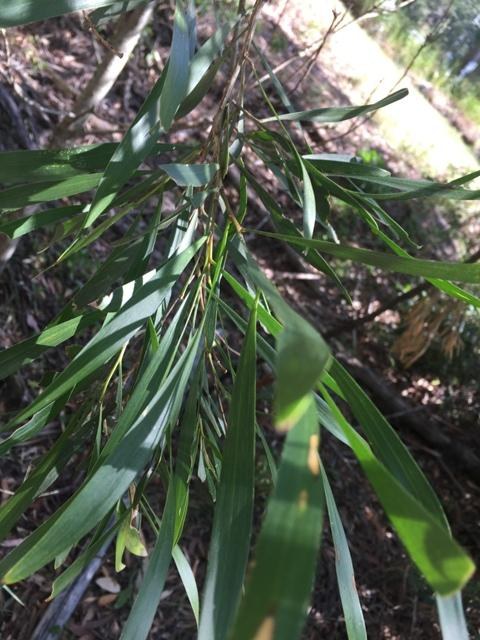 Maidens Wattle web.JPG