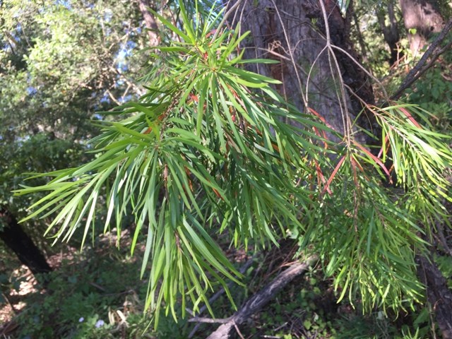 Narrow Leaf Geebung web.JPG