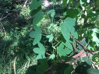 Native Passionfruit web.JPG