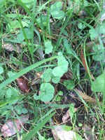 Native Violet  web.JPG