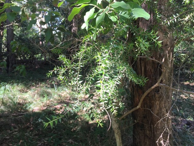 Prickly Leaf Paperbark web.JPG