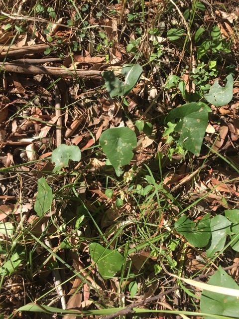 Round Leaf Vine.JPG