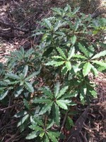 Sweet Pittosporum web.JPG