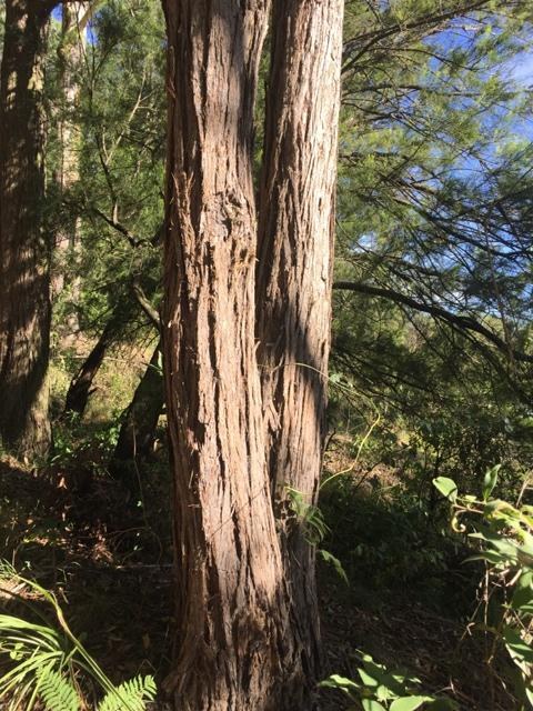 Turpentine trunk.JPG