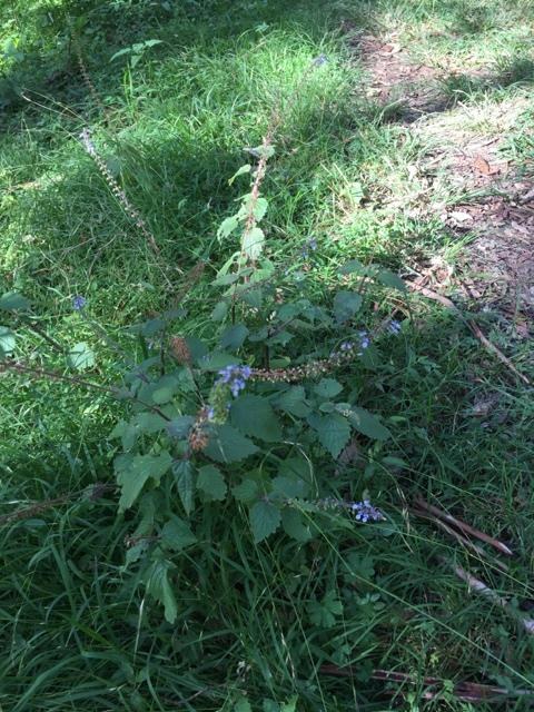 Veronica perfoliata 2 web.JPG