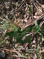 Wombat Berry web.JPG