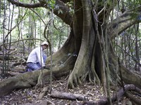 Rehabilitating critically endangered lowland subtropical rainforest - NSW Environmental Trust Restoration & Rehabilitation Program