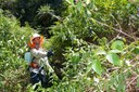 Rehabilitating/restoring endangered lowland subtropical rainforest - NSW Environmental Trust  Community Bush Regeneration Program