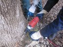 Targeted remnant linkage enhancement across the Big Scrub 2014 - 2017 NSW Environmental Trust Restoraiton & Rehabilitation Program