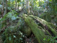 Restoring critically endangered lowland subtropical rainforest  2014 - 2015 NSW Environmental Trust Restoration & Rehabilitation Program