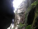 A "ferntree" gully at Pyangle