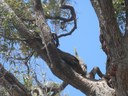 Cockatoos harassing a large "goanna"