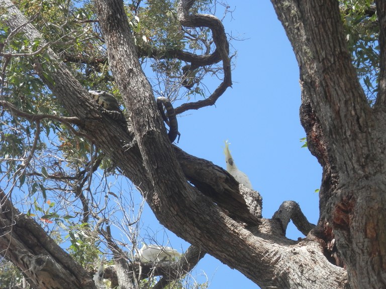 Cockatoos harassing a large "goanna"