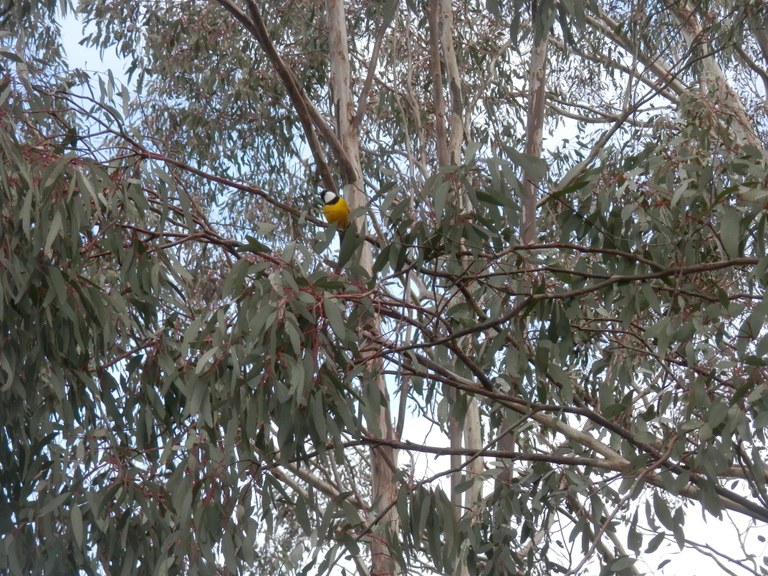 Golden Whistler