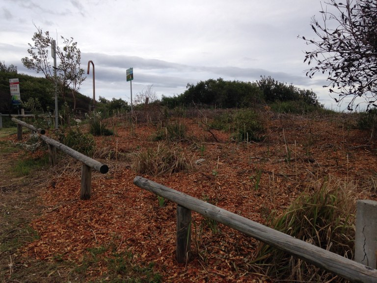 planting completed south end Blueys beach 19 April 2015 -2.JPG