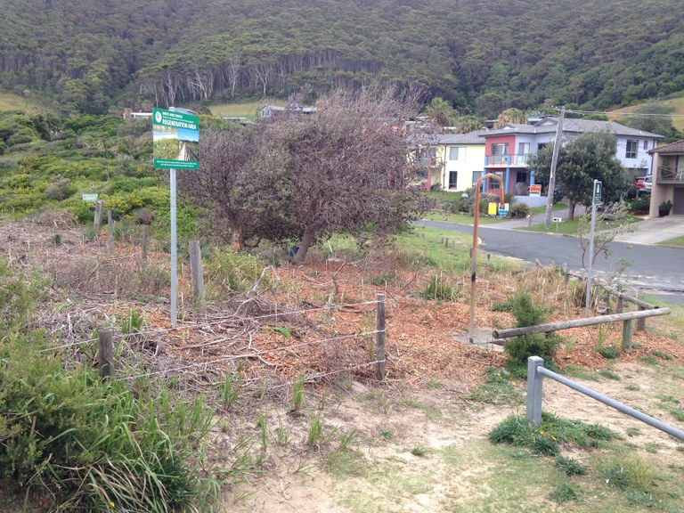 Planting completed south end Blueys Beach 19 April 2015 (1)