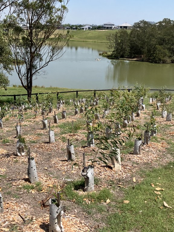 Maitland Landcare Inc - Bolwarra Site